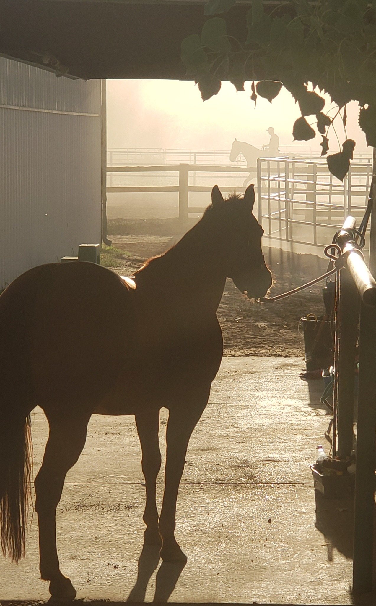Horse standing in a barn aisle in morning light with a rider visible beyond the fence