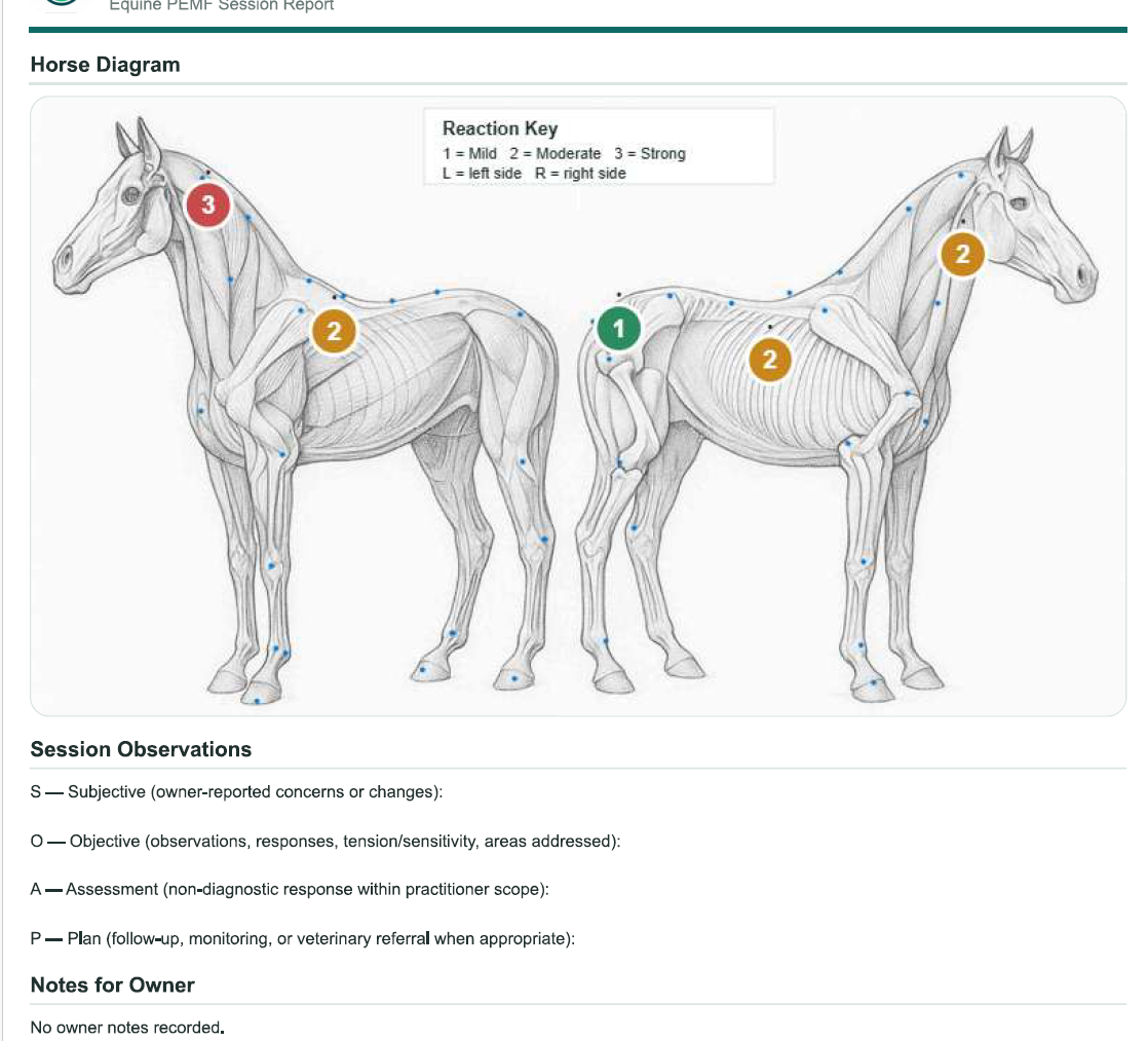 EquiZenergy session report showing both horse muscle diagrams, numbered response markers, and the SOAP section